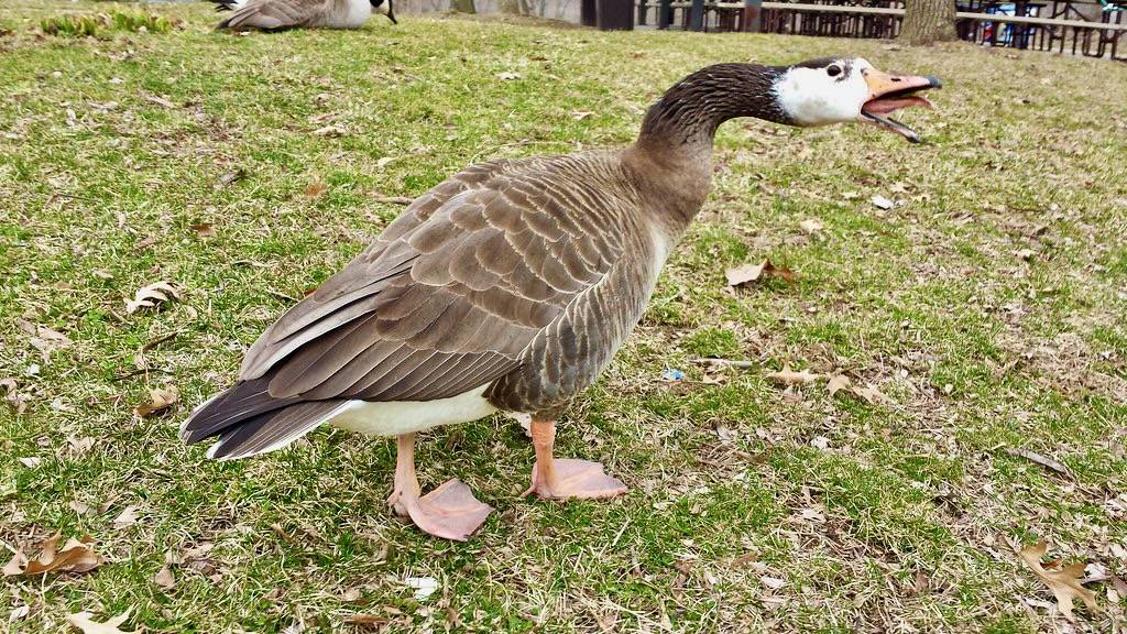 Canada x Graylag (domestic type) hybrid paired with a Canada Goose. by Paul.J.Hurtado is licensed under CC BY-SA 2.0.